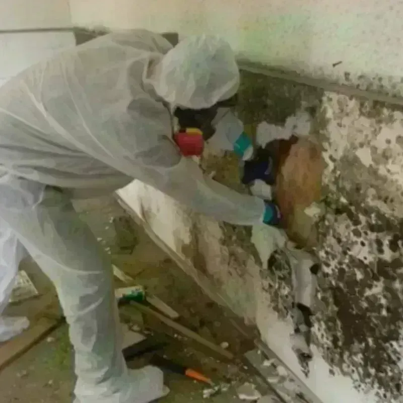 Mold Remediation and Removal in Hialeah, FL